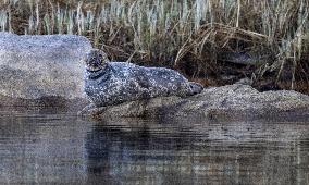 Saimaa ringed seal