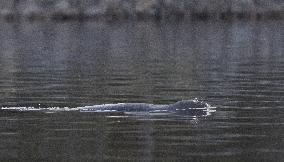 Saimaa ringed seal