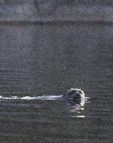 Saimaa ringed seal