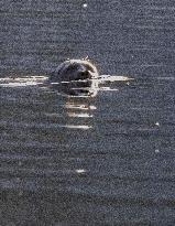 Saimaa ringed seal