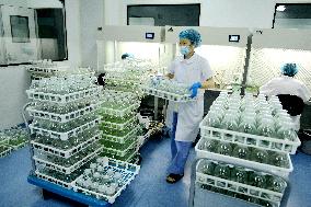 Technological Seedling Cultivation