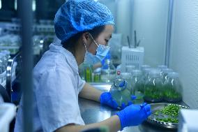 Technological Seedling Cultivation