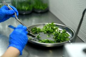 Technological Seedling Cultivation