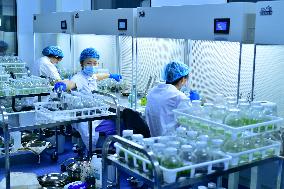 Technological Seedling Cultivation