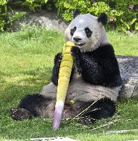 Giant panda at western Japan zoo