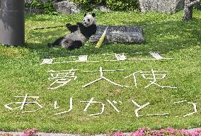 Giant panda at western Japan zoo