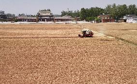 Winter Wheat Harvest
 in Pingdingshan