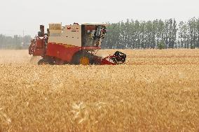 Winter Wheat Harvest
 in Pingdingshan