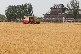 Winter Wheat Harvest
 in Pingdingshan