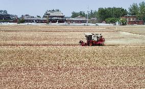 Winter Wheat Harvest
 in Pingdingshan