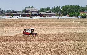 Winter Wheat Harvest
 in Pingdingshan