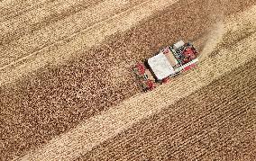 Winter Wheat Harvest
 in Pingdingshan