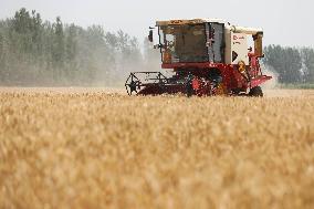 Winter Wheat Harvest
 in Pingdingshan