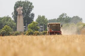 Winter Wheat Harvest
 in Pingdingshan