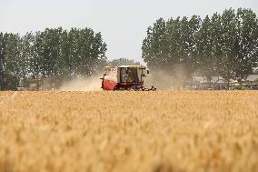 Winter Wheat Harvest
 in Pingdingshan