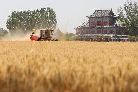 Winter Wheat Harvest
 in Pingdingshan