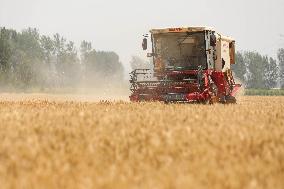 Winter Wheat Harvest
 in Pingdingshan