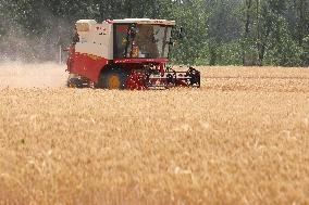 Winter Wheat Harvest
 in Pingdingshan
