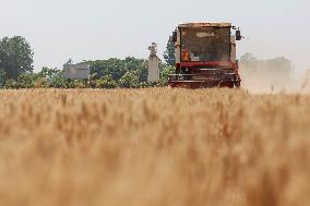Winter Wheat Harvest
 in Pingdingshan