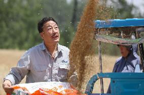 Winter Wheat Harvest
 in Pingdingshan