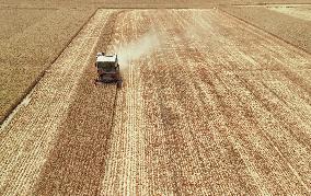 Winter Wheat Harvest
 in Pingdingshan