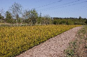 Tree nursery