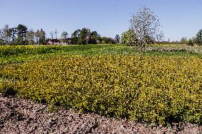 Tree nursery