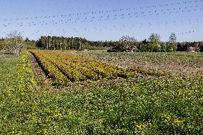 Tree nursery