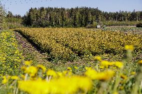 Tree nursery