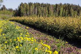 Tree nursery