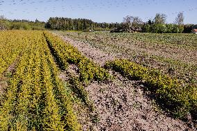 Tree nursery