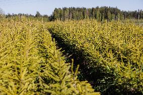 Tree nursery