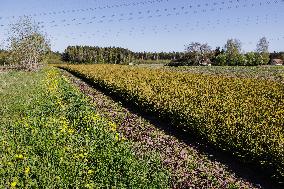 Tree nursery
