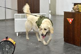 Ukraines largest dog training competition held under auspices of DIU
