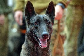 Ukraines largest dog training competition held under auspices of DIU