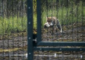 FINLAND - RUSSIA - BORDER - FENCE