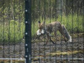 FINLAND - RUSSIA - BORDER - FENCE