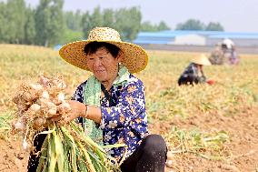Summer Agriculture