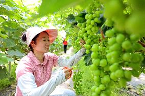 Summer Agriculture