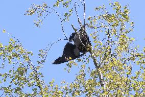 Crow got stuck in a tree