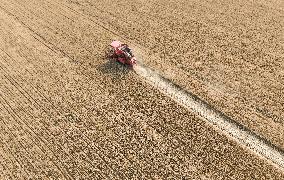 Wheat Harvest in Fuyang