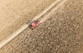 Wheat Harvest in Fuyang