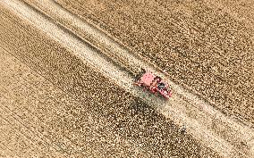 Wheat Harvest in Fuyang