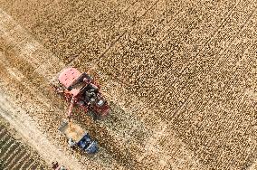 Wheat Harvest in Fuyang