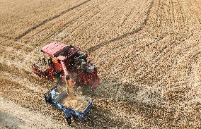 Wheat Harvest in Fuyang