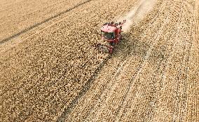Wheat Harvest in Fuyang