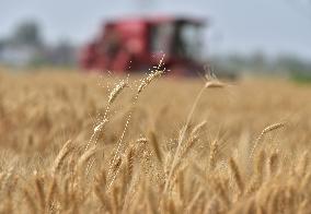 Wheat Harvest in Fuyang