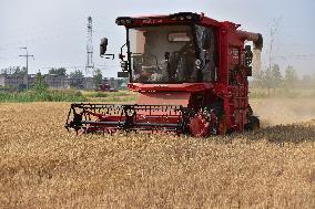 Wheat Harvest in Fuyang