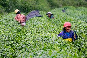 Promoting Matcha Tea In Guizhou - China