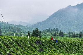 Promoting Matcha Tea In Guizhou - China